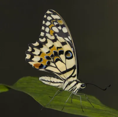 Bild: Makrofotografie: Fotoseminar „Tropische Schmetterlinge im Botanika Bremen“ mit der Fotoschule des Sehens