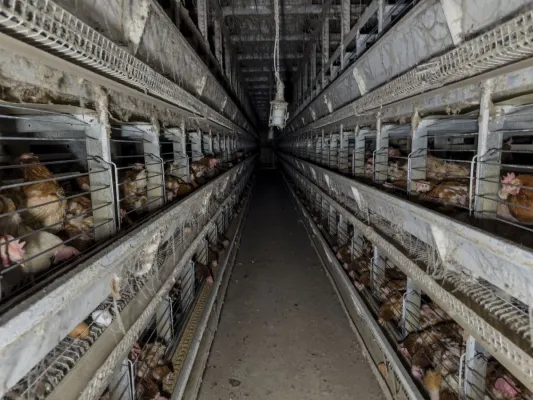 Bild: Verbotene Käfighaltung trotz Ausnahmen: 150.000 Hühner im Kreis Coesfeld betroffen
