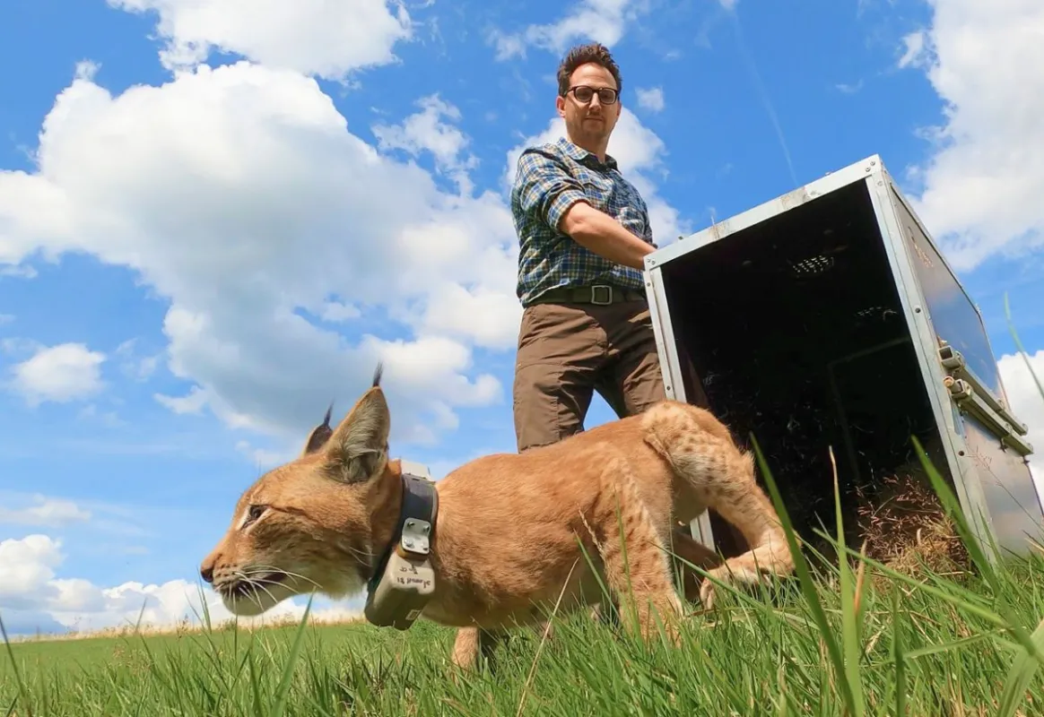 Planet Wild Co-Founder Markus Gilles entlässt einen jungen Luchs in die Freiheit als Teil des Luchs (© Planet Wild)