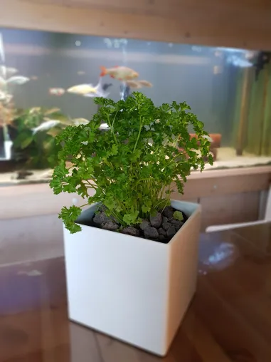 Kräuter aus dem Aquarium - Überflüssige Nährstoffe in frische Vitamine verwandeln Bild: Kräuter aus dem Aquarium - Überflüssige Nährstoffe in frische Vitamine verwandeln