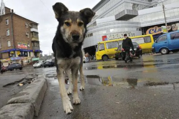 Bild: VIER PFOTEN: Bedingungen der Stadt Charkiw für Streunerhunde-Kastrationsprojekt inakzeptabel
