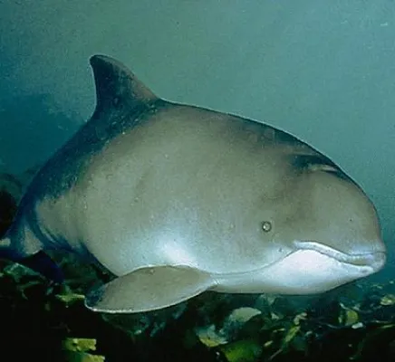 Bild: Walschützer empört über Speedboat-Rennen