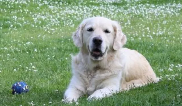 Bild: Die beste Vorsorge für den Hund – Die Hundekrankenversicherung