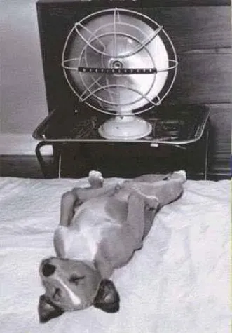 Bild: 38 Grad - die Hitzewelle rollt an