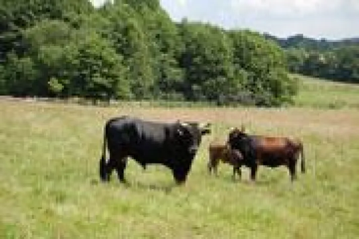 Bild: Auerochsen-Wochen im Weserbergland