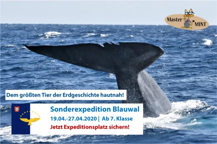 Bild: Dem größten Tier der Erdgeschichte hautnah! – Jetzt Plätze für die Sonderexpedition Blauwal 2020 sichern!