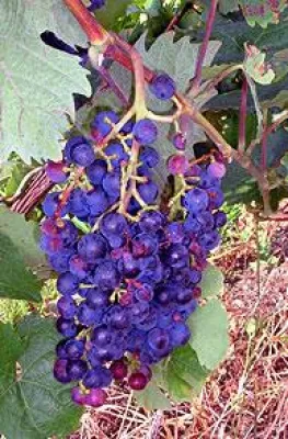 Bild: Weinmarketing vom Werbetexter macht Winzer-Erzeugnisse wertiger - Wortkopf in Mannheim textet für den Erfolg