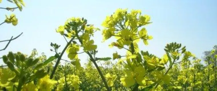 Bild: ödp: Weg frei für Erneuerbare Energien - Forderungen des Bürgerbegehrens gegen Kohlekraft erfüllt