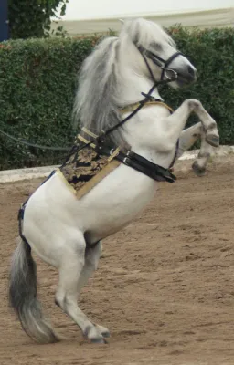 Auszeichnung "Krone" vom Magazin Pegasus-fs ging an Chiara Hartmann und ihr Showpony Poet Bild: Auszeichnung "Krone" vom Magazin Pegasus-fs ging an Chiara Hartmann und ihr Showpony Poet