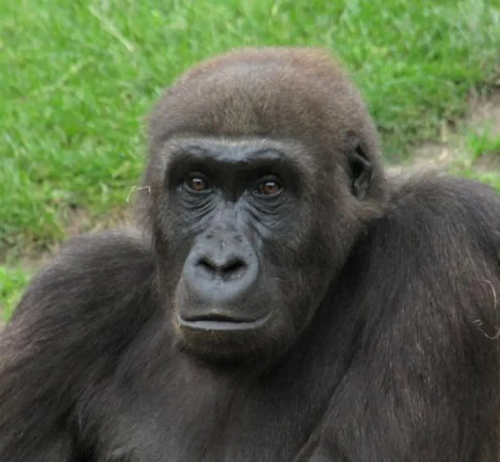 Gorilla-Dame Tuana zieht ins Menschen.Affen.Haus nach Stuttgart