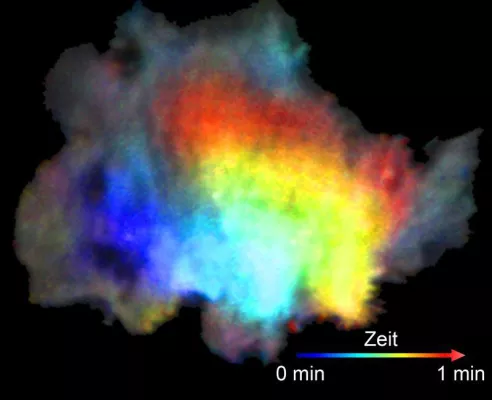 Bild: Vorsichtiges Herantaten: Wie sich einzelne Zellen in der Umgenung orientieren