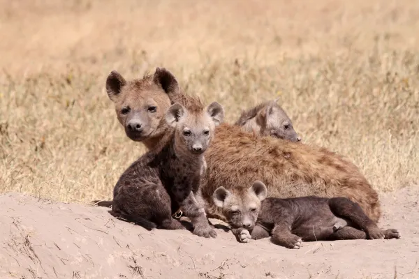 Soziale Vererbung von Privilegien könnte erklären, warum bei einigen Tierarten Weibchen kompetitiver sind als Männchen Bild: Soziale Vererbung von Privilegien könnte erklären, warum bei einigen Tierarten Weibchen kompetitiver sind als Männchen
