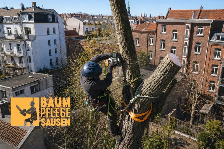 Bild: Baumpflege Sausen für sichere Baumfällungen mit Seilklettertechnik auf engem Raum in Hamburg