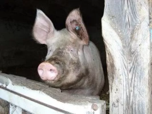 Bild: Ein Fall für den Staatsanwalt: Nordrhein-Westfalen billigt Verstöße gegen das Jagdrecht