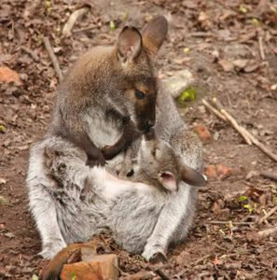 Erster Ausflug der kleinen Bennett-Kängurus