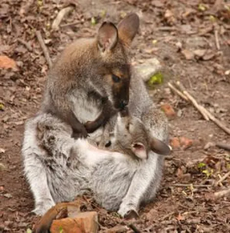 Bild: Hüpfendes "Sixpack" im Erlebnis-Zoo Hannover
