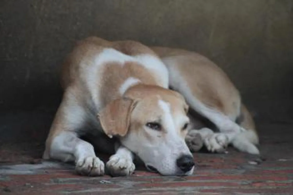 traumatisierte Hunde begegnen uns immer häufiger