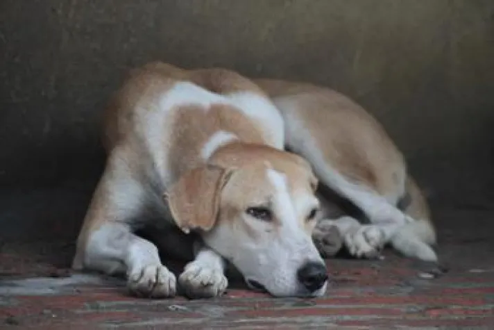 Bild: Weiterbildung zum Traumafachberater für Hunde!