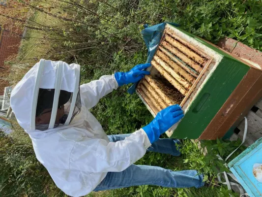 Bild: Erster Honig bei Fenster Knaut: Das Bienenvolk fühlt sich wohl