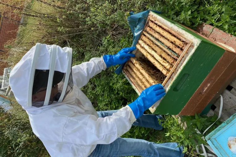 Bild: Erster Honig bei Fenster Knaut: Das Bienenvolk fühlt sich wohl