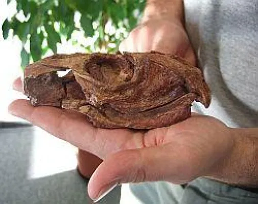 Bild: Fossiler Schädel unterm Laser