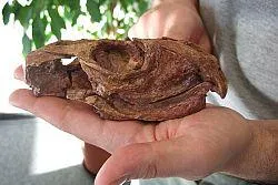 Bild: Fossiler Schädel unterm Laser