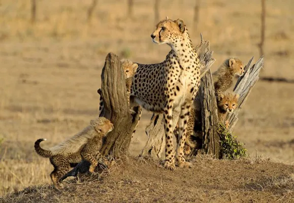 Auch tierische Mütter verdienen Lob, Anerkennung und Unterstützung Bild: Auch tierische Mütter verdienen Lob, Anerkennung und Unterstützung