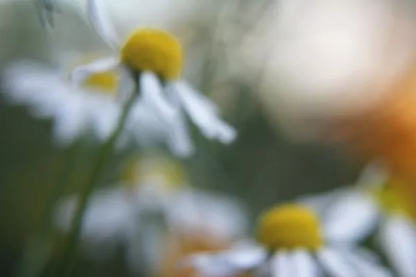 Bild: Ausstellung: Malerische NATUR – Fotografie und Illustration