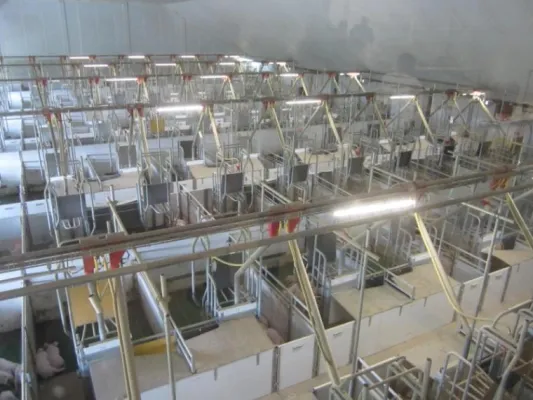 Bild: Ferkelproduktion: Verdrängen ist nicht jetzt mehr möglich