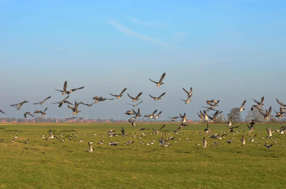 Zugvögel in Ditzumerverlaat in Ostfriesland. Bildnachweis: www.ostfriesland.travel