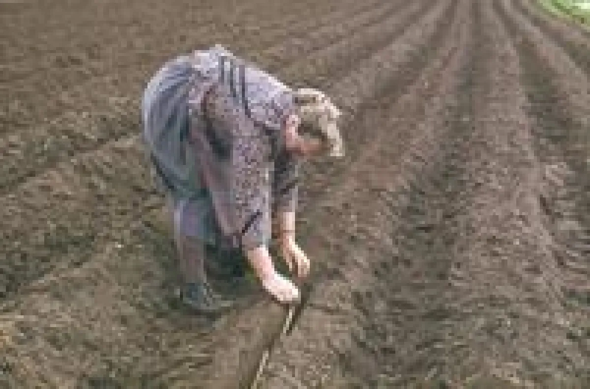 Mit dem Kopf gen Osten werden die Krenfechser in die Ackerfurchen gelegt.