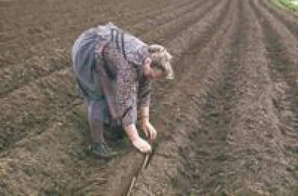 Sonderkultur macht besonders viel Arbeit Bild: Sonderkultur macht besonders viel Arbeit