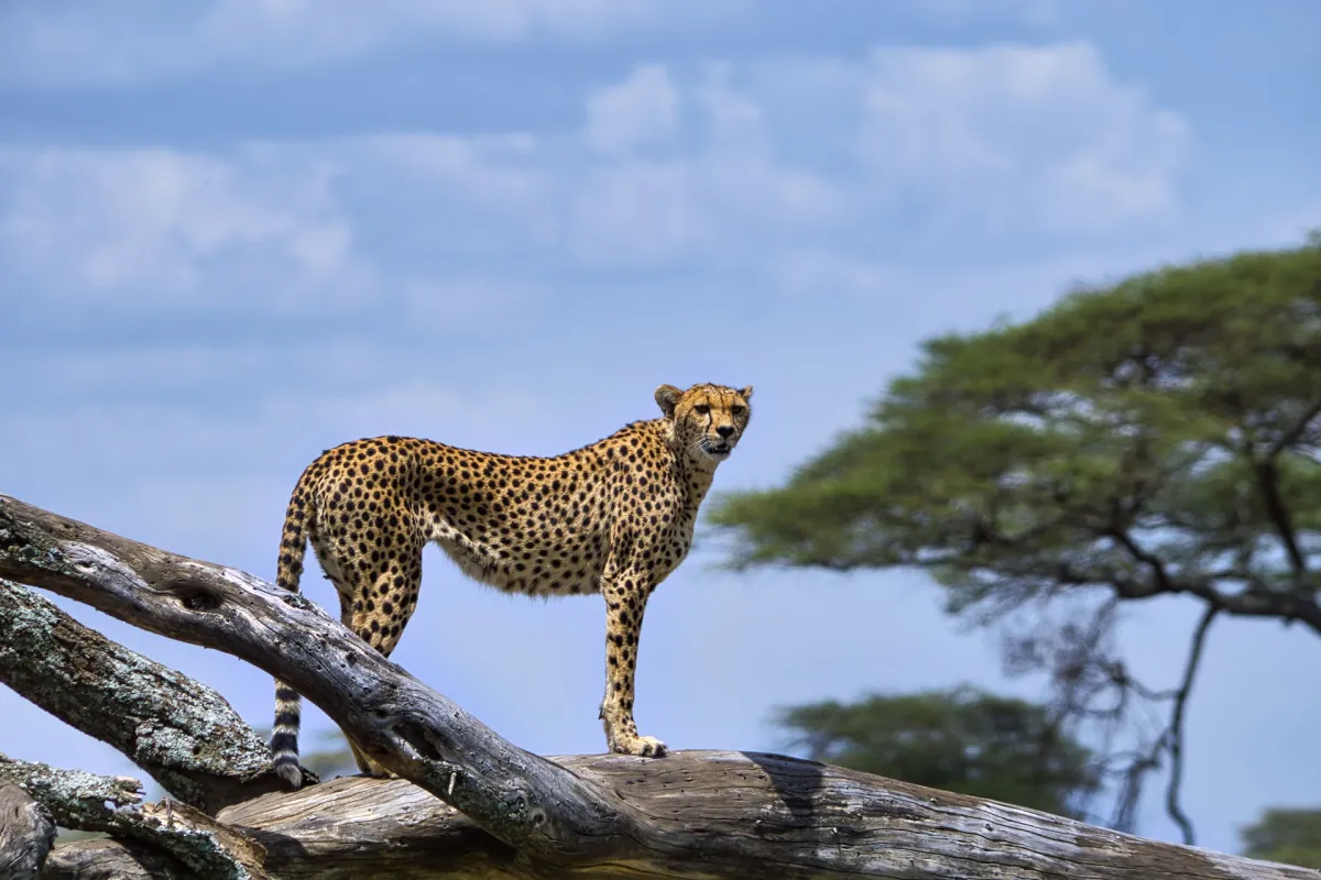 Tansania, Serengeti Nationalpark (© Unsplash, Partha Narasimhan)