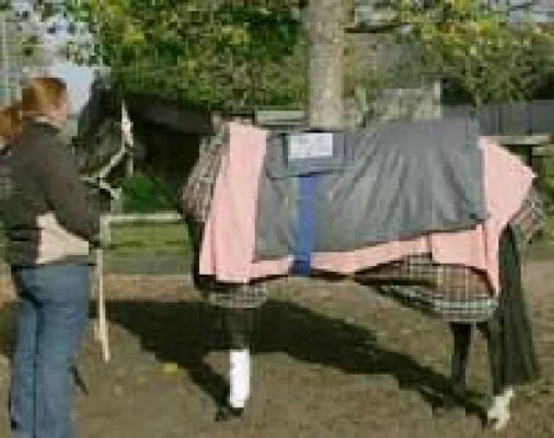 Bild: Das Kissing Spine Syndrom beim Pferd – Eine unheilbare Krankheit?