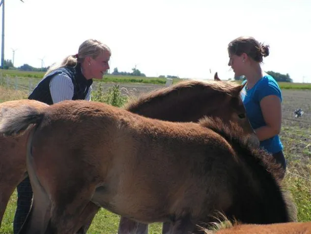 Bild: Europäische Pferde Akademie: Fernstudium „European Equine Expert“