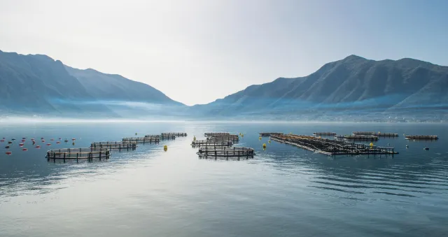 Bild: Umweltfreundliche und selbstreinigende Netze für Aquakulturen