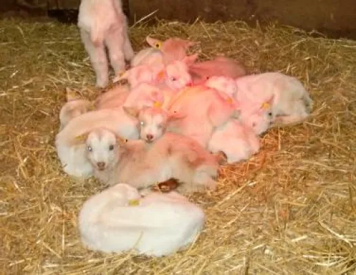 Bild: Käserei Steinlage freut sich über die Geburt ihrer Ziegen-Babies