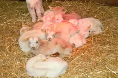 Bild: Käserei Steinlage freut sich über die Geburt ihrer Ziegen-Babies