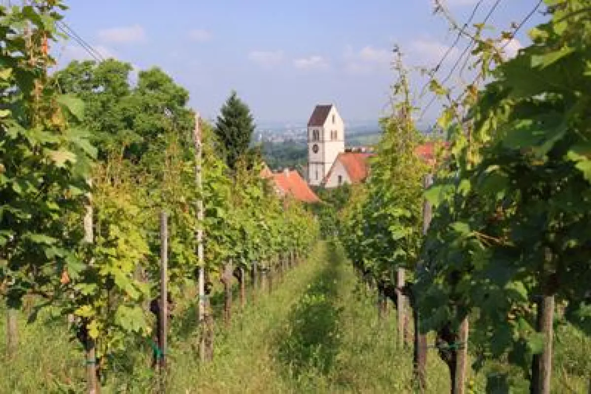 Das Markgräflerland lädt zum Radeln mit Genuss entlang der Badischen Weinstraße.