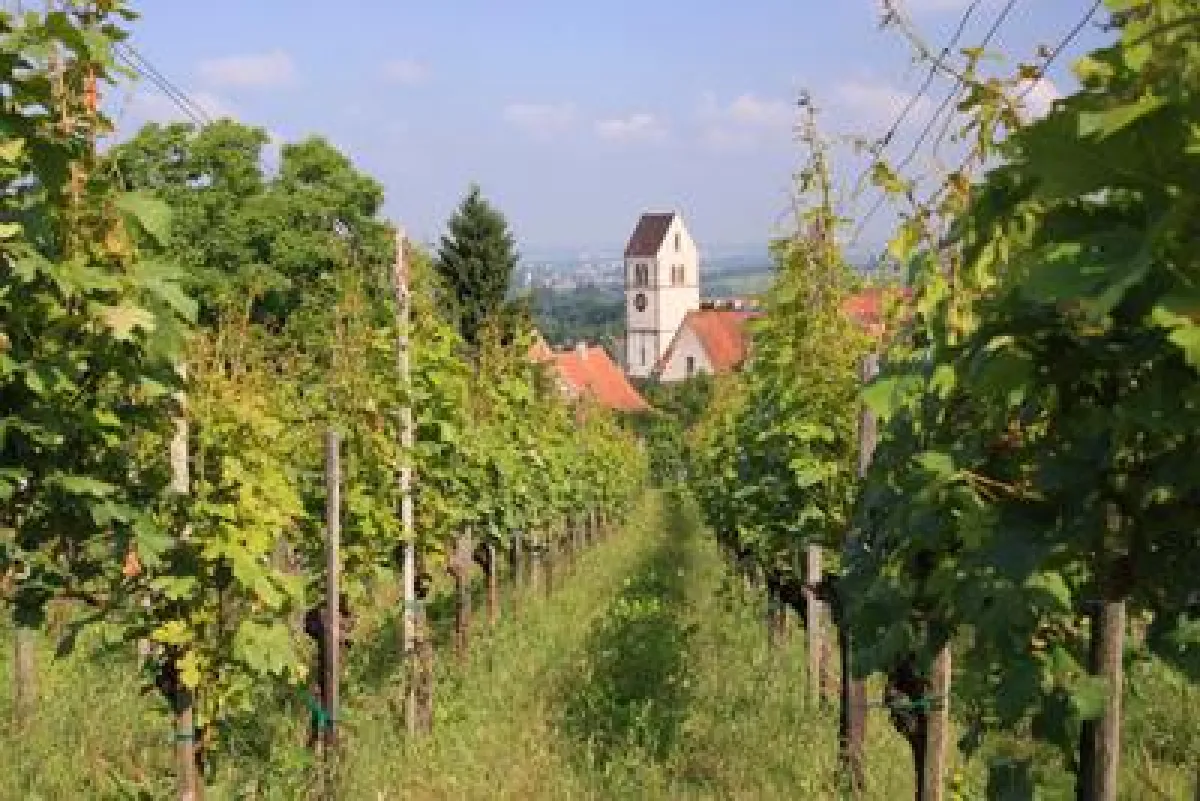 Das Markgräflerland lädt zum Radeln mit Genuss entlang der Badischen Weinstraße.