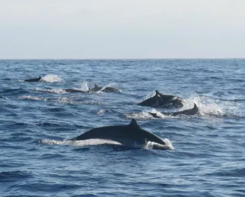 Bild: Überraschungs - Sichtung vor La Gomera: Borneo Delfine