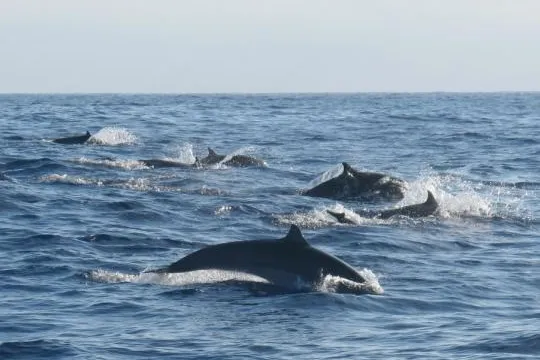 Überraschungs - Sichtung vor La Gomera: Borneo Delfine Bild: Überraschungs - Sichtung vor La Gomera: Borneo Delfine