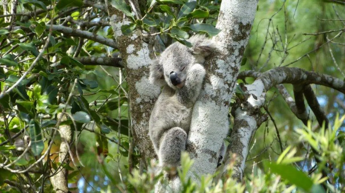 Naturwunder vom Feinsten: mit Intrepid Travel Australiens Ostküste entlang.
