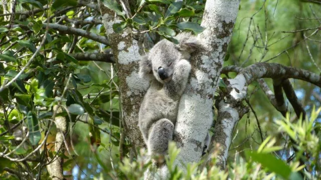 Bild: Das Beste der Küste: In 14 Tagen von Sydney nach Cairns