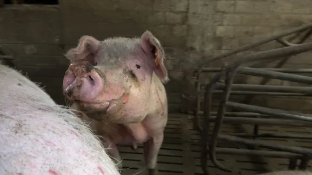 Bild: Funktionär eines Bauernverbands aus Rheinland-Pfalz wegen katastrophaler Zustände in Schweinezucht in Kritik