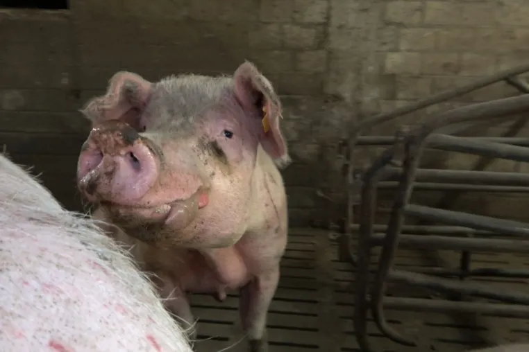 Funktionär eines Bauernverbands aus Rheinland-Pfalz wegen katastrophaler Zustände in Schweinezucht in Kritik Bild: Funktionär eines Bauernverbands aus Rheinland-Pfalz wegen katastrophaler Zustände in Schweinezucht in Kritik
