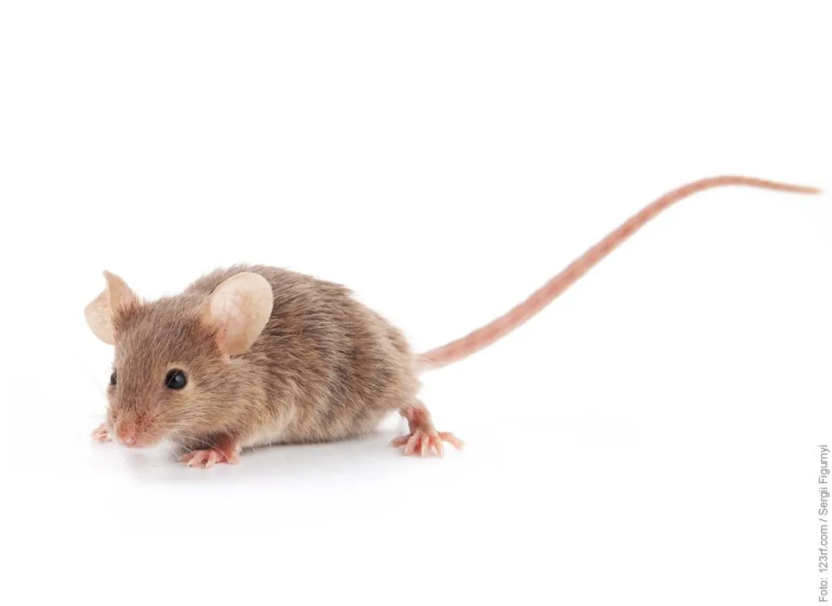 Europaweiter Aktionstag gegen «Botox»-Tierversuche - Katzen kämpfen für Mäuse