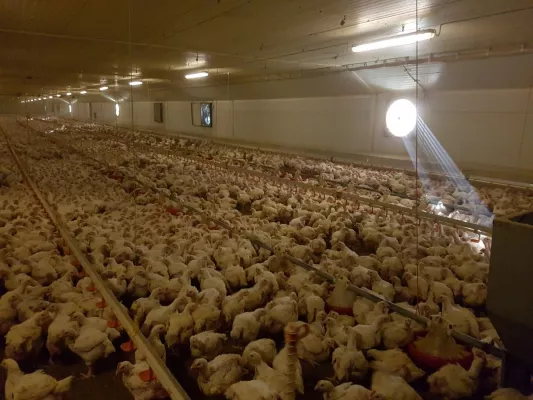 Bild: Bundestierschutzbeauftragte äußert sich zur aktuellen Aufdeckung von Tierquälerei in einem Hühnermastbetrieb 
