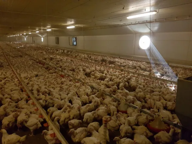 Bild: Bundestierschutzbeauftragte äußert sich zur aktuellen Aufdeckung von Tierquälerei in einem Hühnermastbetrieb 