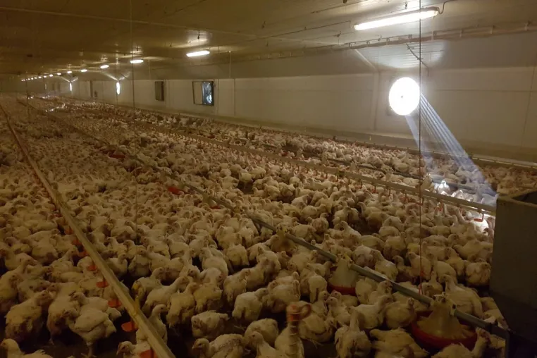 Bundestierschutzbeauftragte äußert sich zur aktuellen Aufdeckung von Tierquälerei in einem Hühnermastbetrieb Bild: Bundestierschutzbeauftragte äußert sich zur aktuellen Aufdeckung von Tierquälerei in einem Hühnermastbetrieb